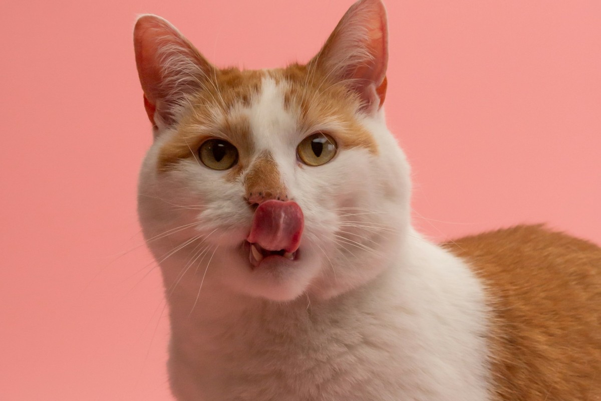 mejor alimento para gato profeco