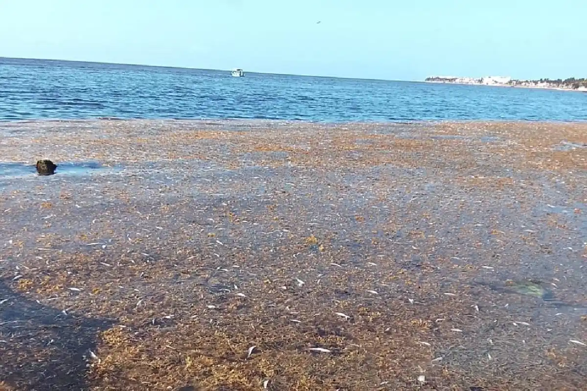 En los últimos meses han ocurrido al menos tres fenómenos similares en Puerto Morelos. Foto cortesía de Conanp.