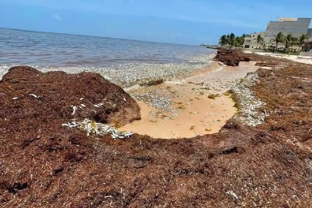 Toneladas de sargazo se acumula cada semana en la Riviera Maya. Foto Joana Maldonado.