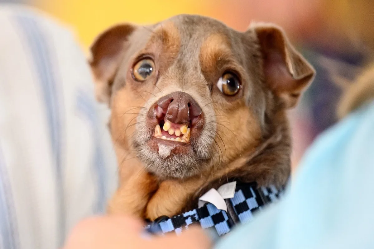 perro mas feo del mundo 2026 fotos