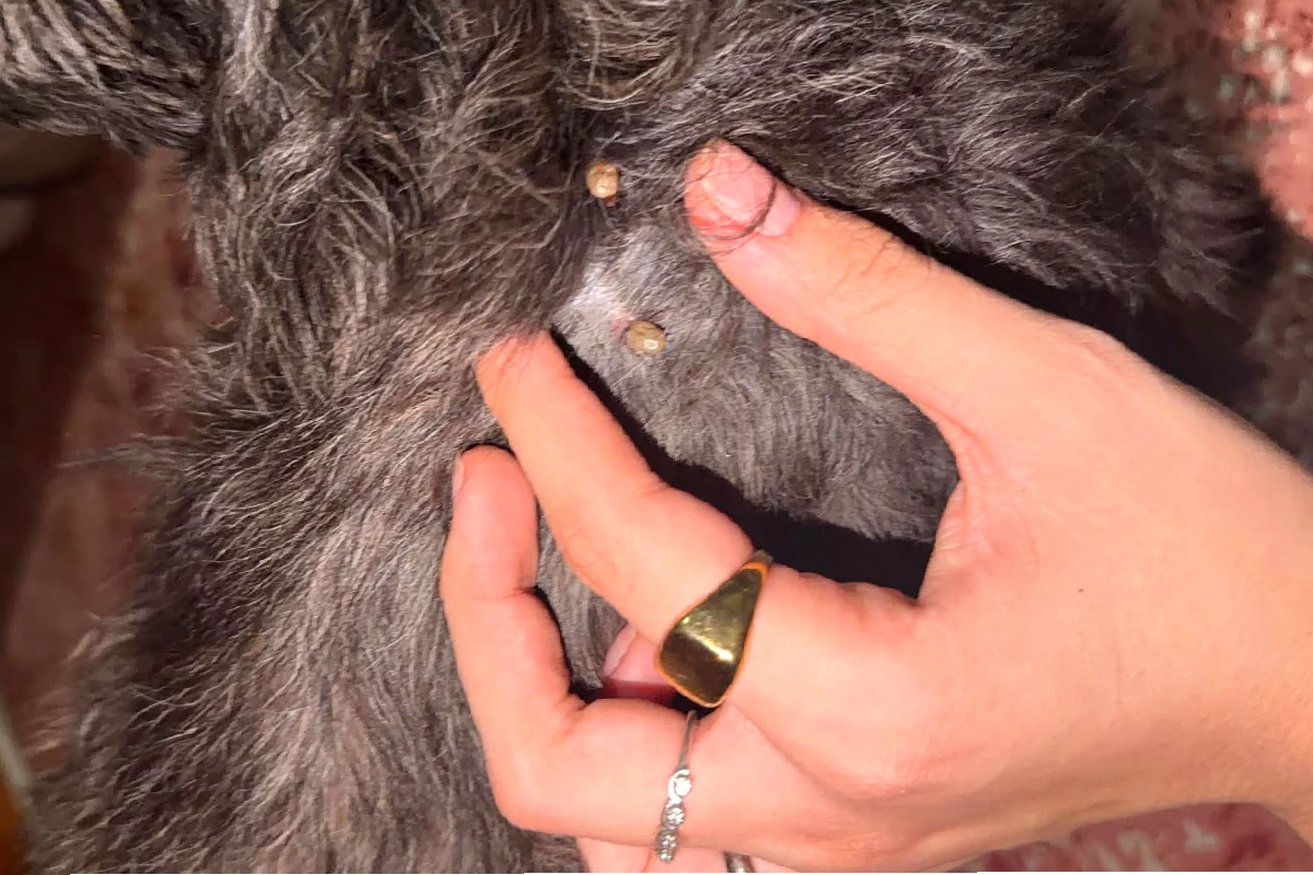El perro tenía lesiones y parásitos evidentes en su cuerpo.