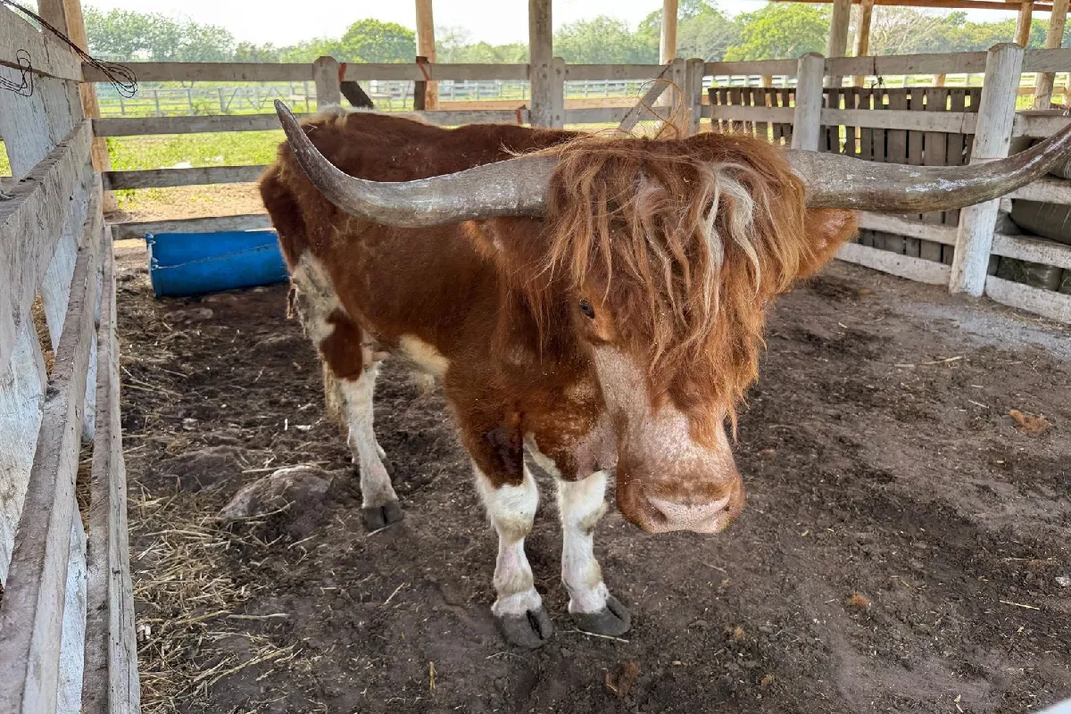Profepa evaluó 130 animales asegurados en Tamaulipas. (Foto: Gabinete de Seguridad)