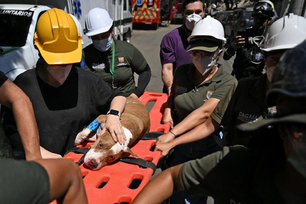 rescate animales de compañía terremoto colombia