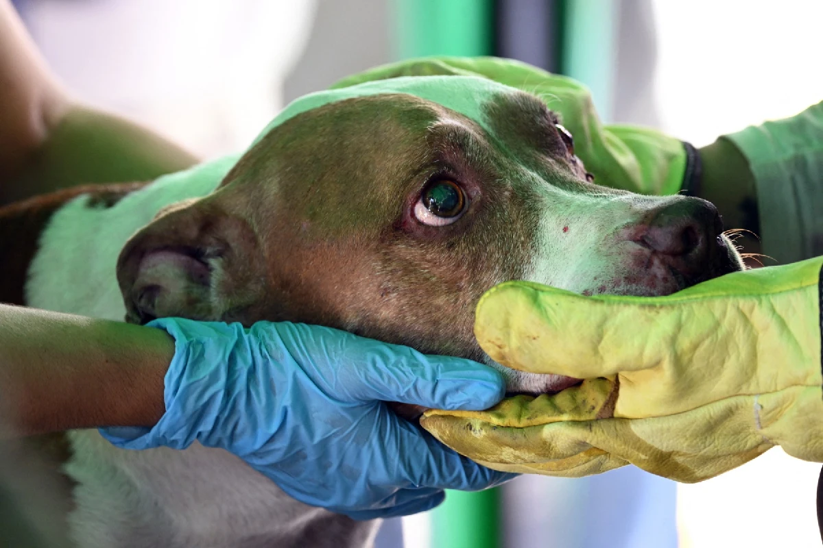 rescate perros colombia sismo
