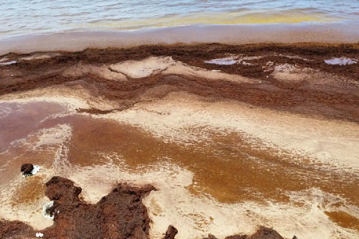 El sargazo es una de las principales amenazas de las tortugas marinas.