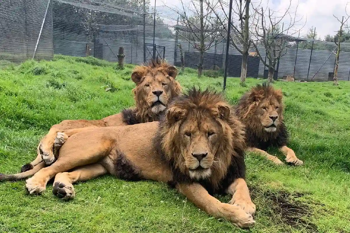 Santuario Jaguar Negro Tigre Blanco no tiene registro vigente, aclara Semarnat