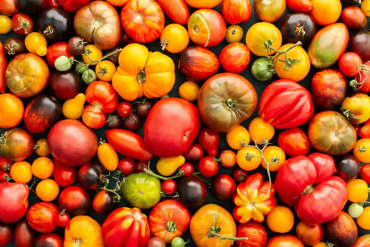 tipo de tomates cómo cocinarlos