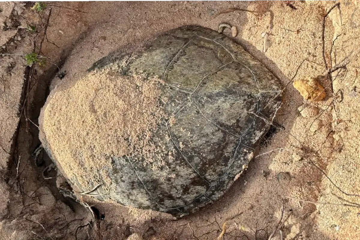 La acumulación excesiva de sargazo obliga a que las tortugas busquen sitios alternos para anidar.