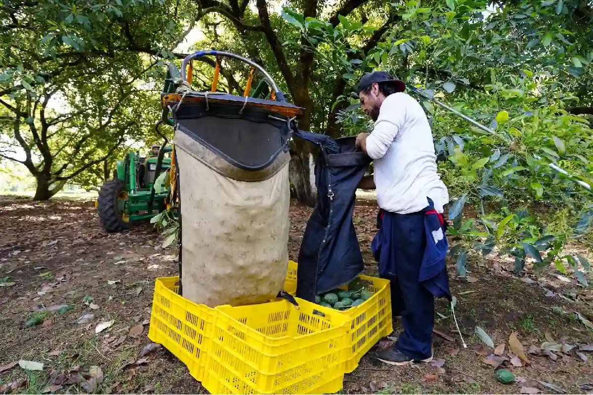USDA pausa inspecciones de aguacate en Michoacán y afecta exportaciones a EU