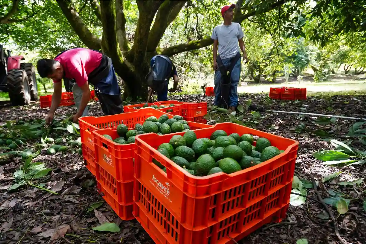 USDA pausa inspecciones de aguacate en Michoacán y afecta exportaciones a EU