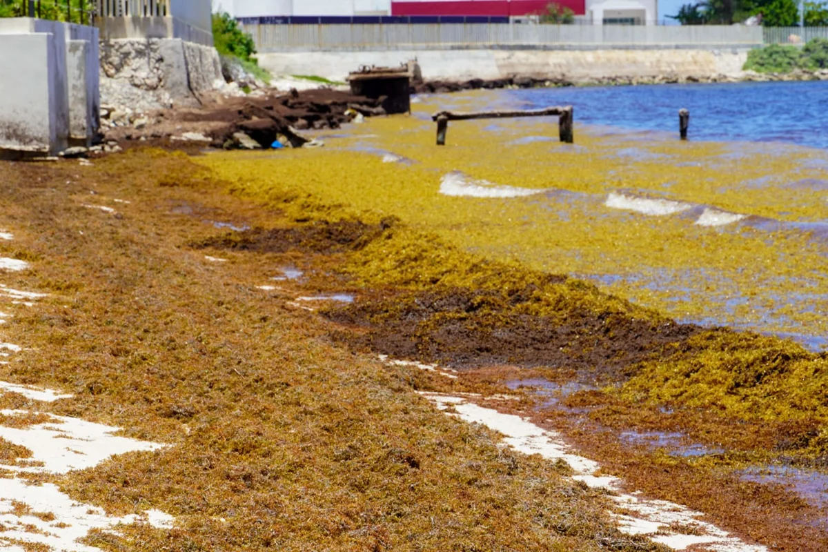 Este año, las costas de Quintana Roo tuvieron un arribo récord de la macroalga, que incluso ha impactado al turismo en toda la Riviera Maya. Foto: Cuartoscuro.