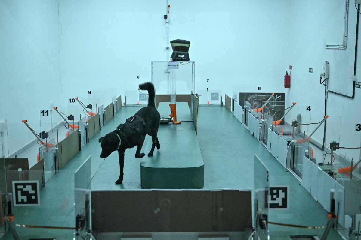 Una empresa de IA utiliza perros para detectar el cáncer; así funciona