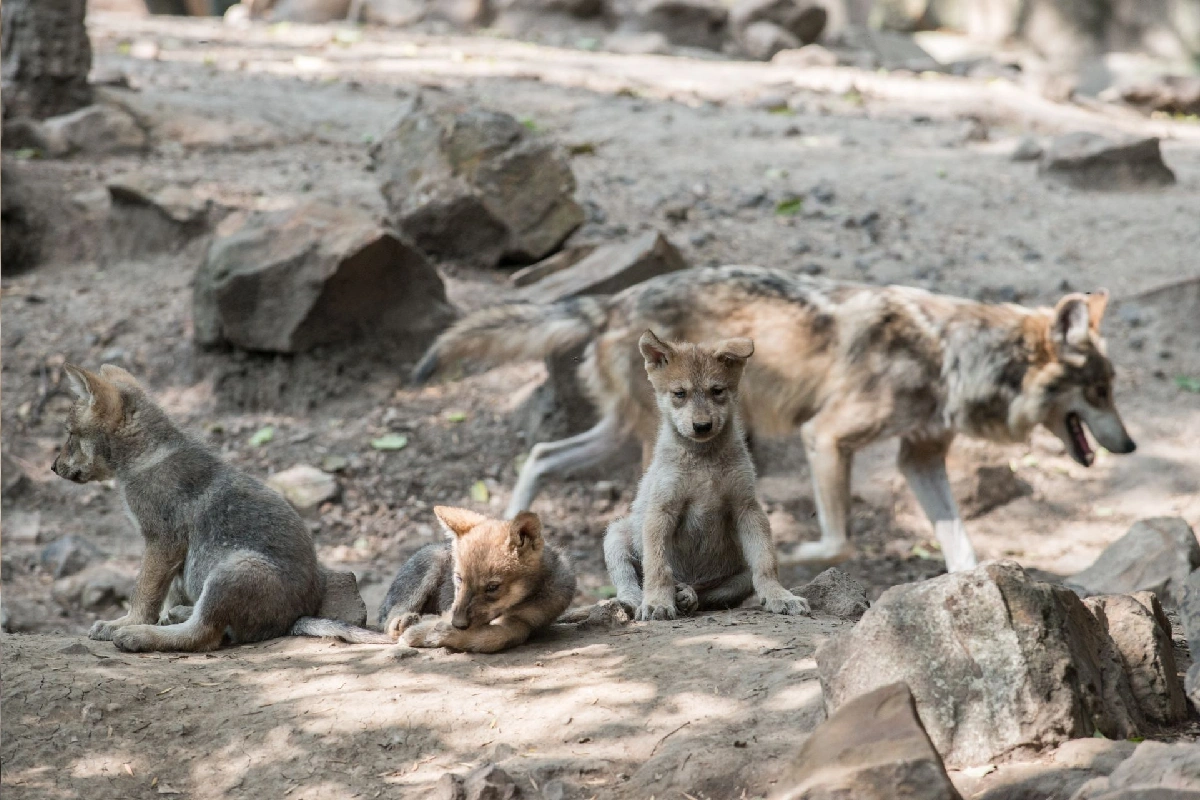 Lobo mexicano: la especie que sobrevivió a la extinción y ahora se enfrenta a nueva amenaza