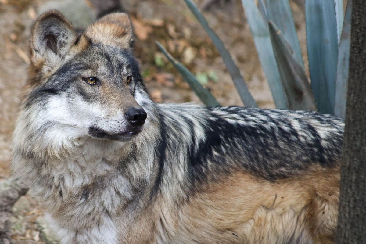 Lobo mexicano: la especie que sobrevivió a la extinción y ahora se enfrenta a nueva amenaza