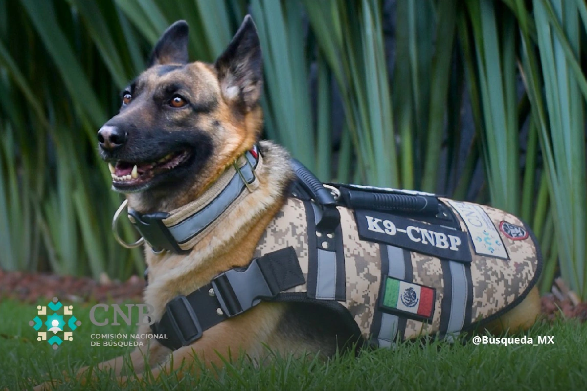 Molly llega a la CNB: así apoyará en la búsqueda de personas