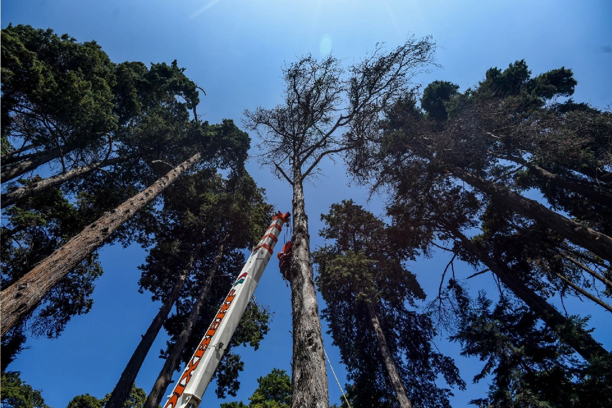 Presupuesto para medioambiente en 2027 solo será de 16.2 pesos por hectárea en México
