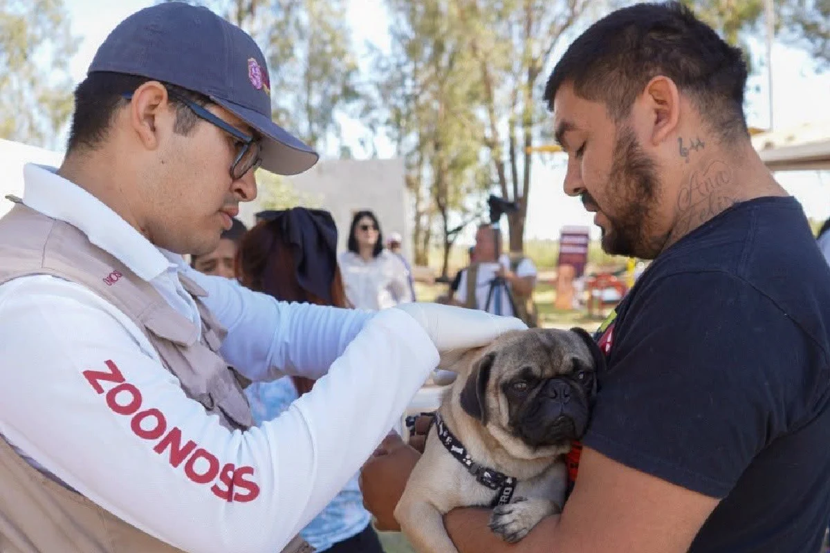 En Mexicali, médicos del Sector Salud revisaron animales de compañía como parte del programa de la erradicación de la garrapata que transmite la rickettsia. Foto: SaludBC.
