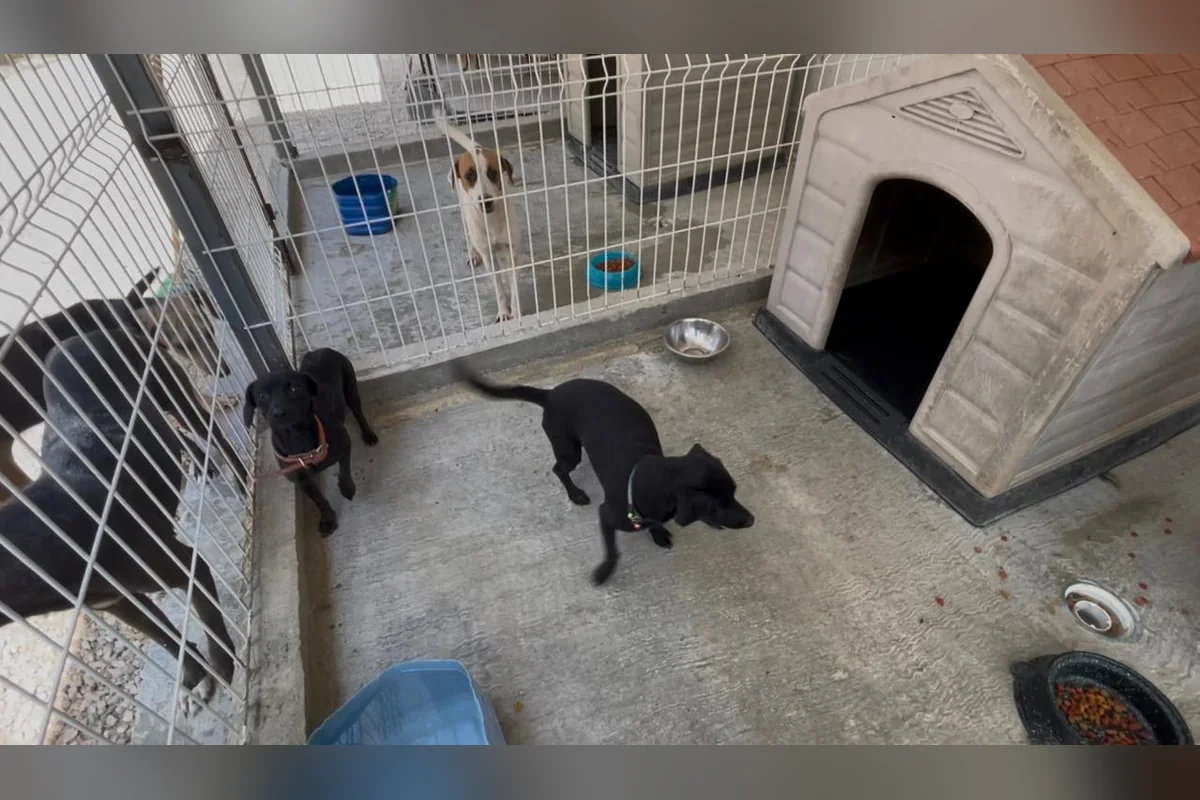 En los albergues hay docenas de lomitos que buscan un hogar en donde los atiendan bien. Foto: CACF.
