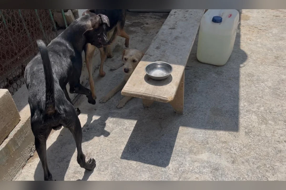 El cuidado de las mascotas es responsabilidad de los dueños, pero hay personas que los abandonan a su suerte. Foto: CACF.