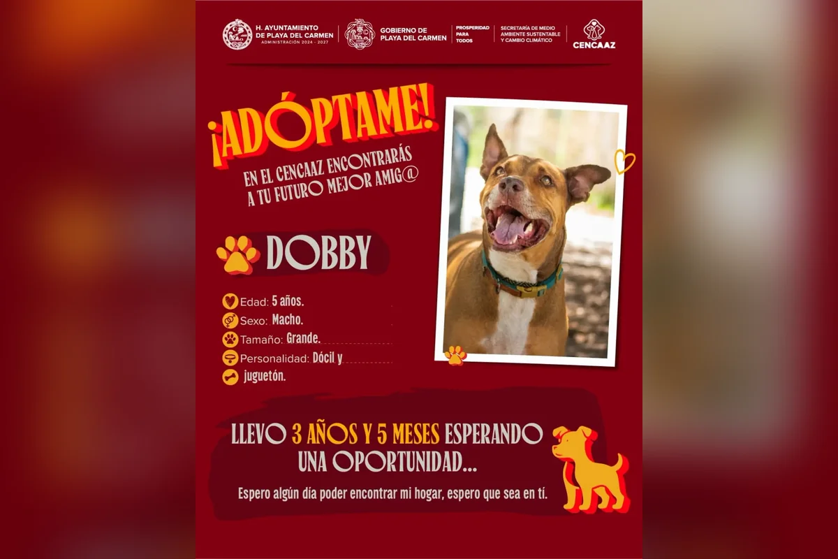 El Ayuntamiento de Playa del Carmen tiene varios perros para ser adoptados. Foto: Ayuntamiento de Playa del Carmen.