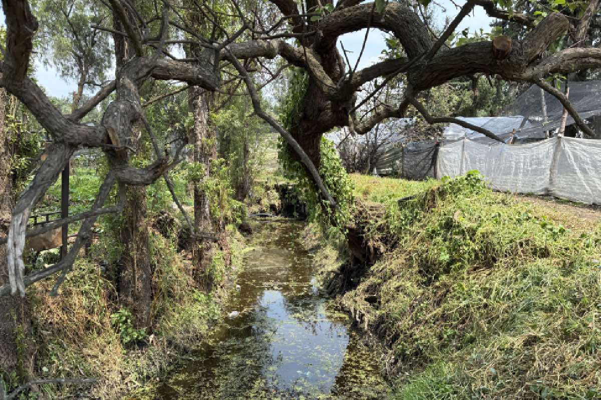 Resistencia frente al desacato: la batalla legal por el agua en las chinampas de Xochimilco