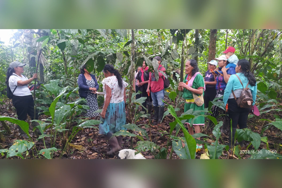 Las mujeres cofán han hecho frente a la deforestación y a los impactos del cambio climático con la restauración de territorios. (Foto: Mongabay Latam | Cortesía María Taimal Colombia)