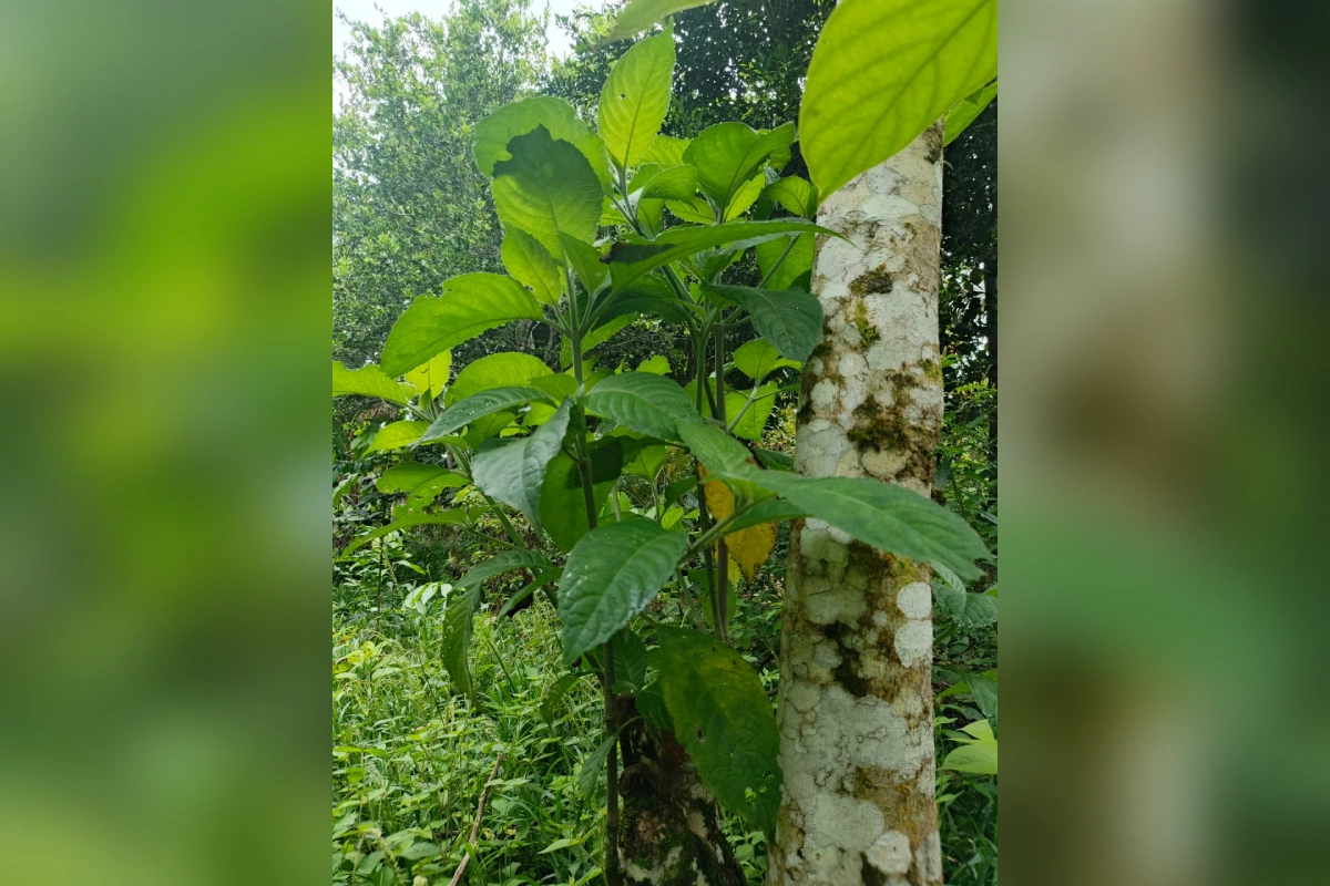 Las mujeres cofán siembran plantas como el nacedero, el achapo y la guagua, reconocidas por su pueblo por su capacidad de evitar la erosión de las orillas de los ríos. (Foto: Mongabay Latam | Cortesía María Taimal)