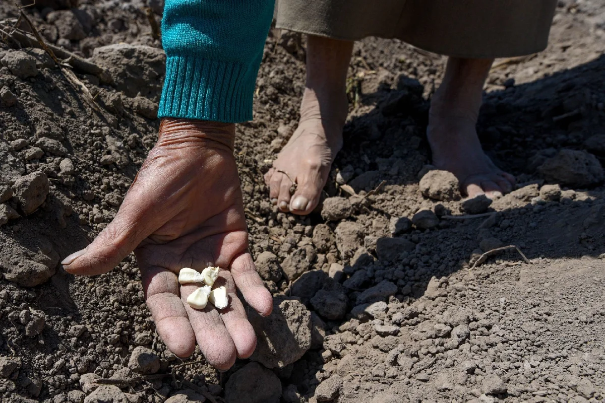 Académicos proponen alertas tempranas para proteger las siembras de maíz en estados como Oaxaca y Guerrero. (Foto: Cuartoscuro)