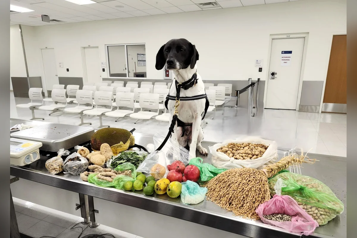 Binomios caninos buscan que las personas no lleven alimentos o sustancias prohibidas a a la hora de cruzar entre ambos países. Foto: CBP.