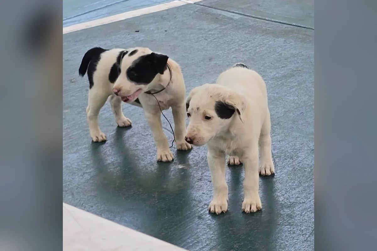 Cualquier herida en las mascotas es suficiente para que la mosca deposite la larva y crezca el gusano que se alimenta de los animales.