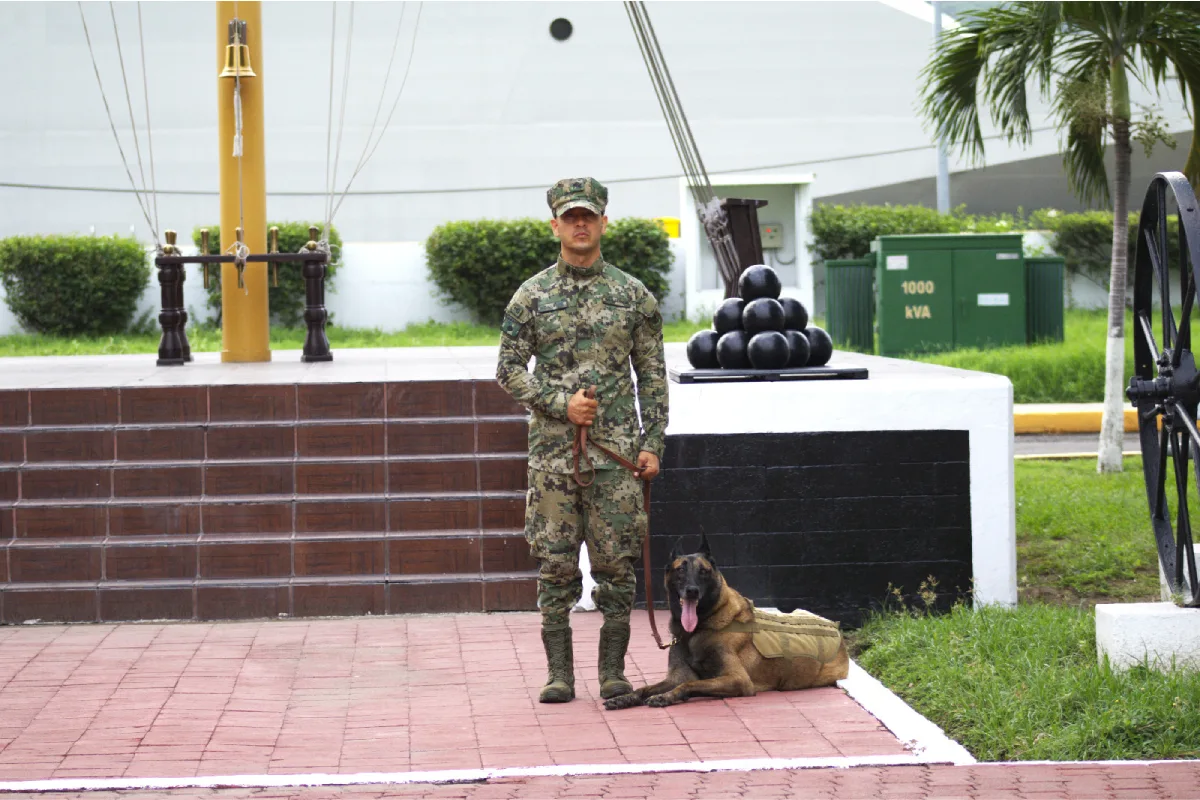 "Hermes", el perro de la Marina que detectaba explosivos, se retira: ¿puede ser adoptado?