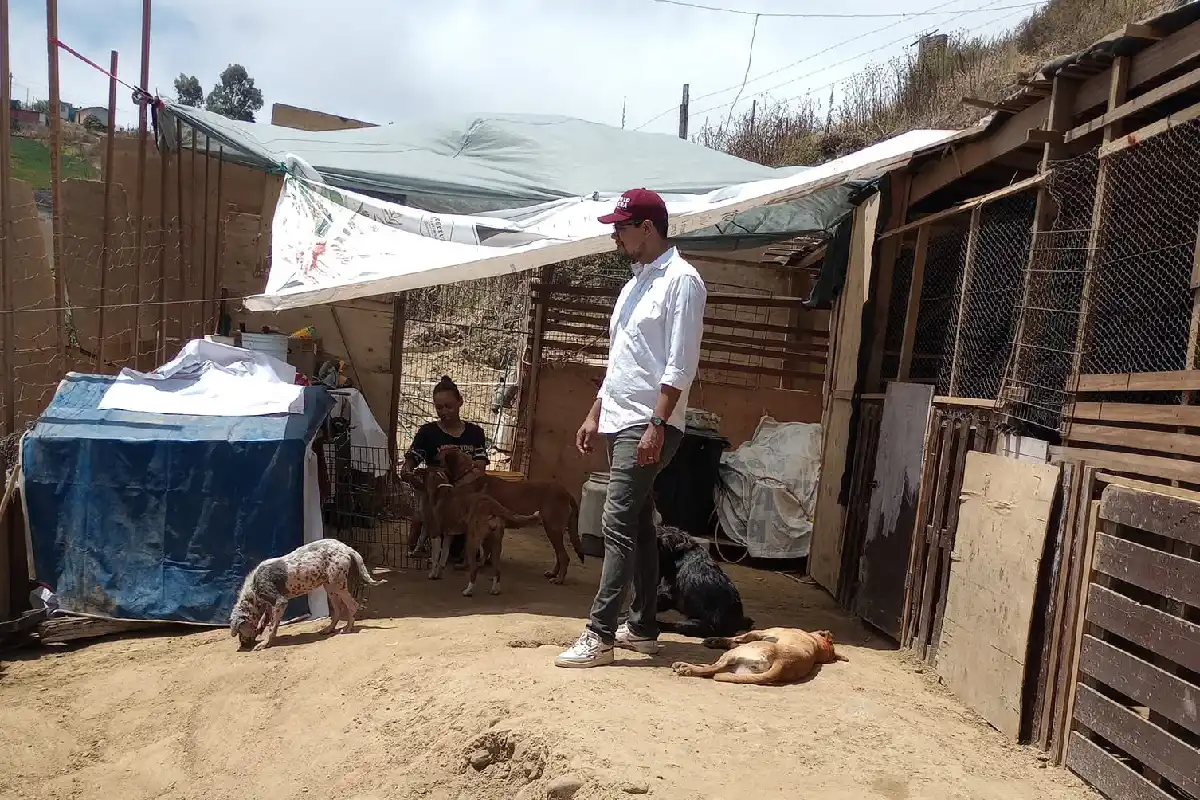 Varias son las necesidades que tienen los activistas al rescatar y cuidar a los perros que son abandonados en la ciudad fronteriza. Foto: Albergue Eva La Nube Pet.