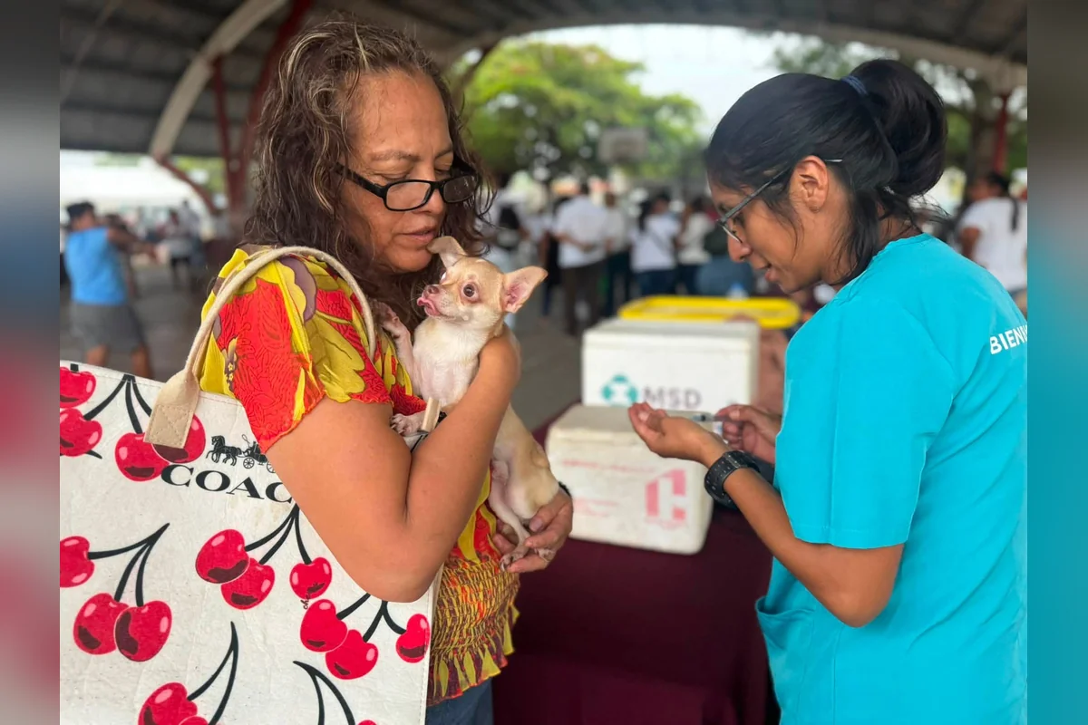 Personal de Bienestar Animal pidieron a los dueños de los perros y gatos estar atentos de su salud para evitar riesgos con los contagios del gusano. Foto Bienestar Animal Cancún.