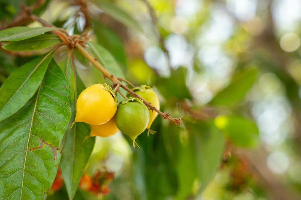nanche fruta mexicana de temporada 